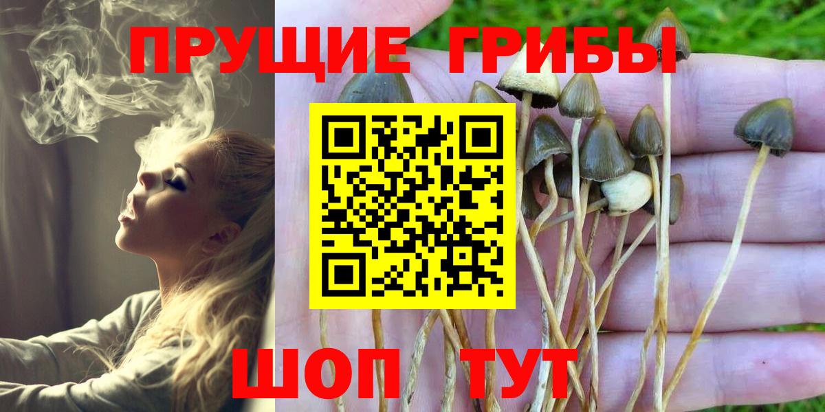 Галлюциногенные грибы прущие грибы Избербаш